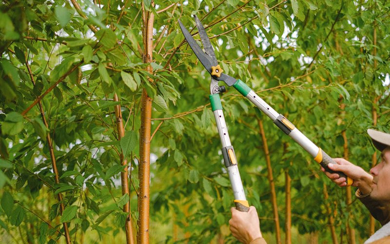 Tree trimming in Woodmere, NY